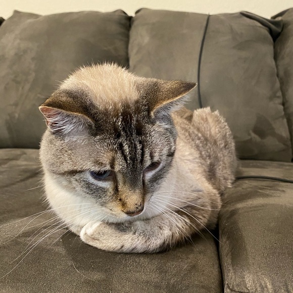 Meet your Posher, Sarah - Picture 2 of 2